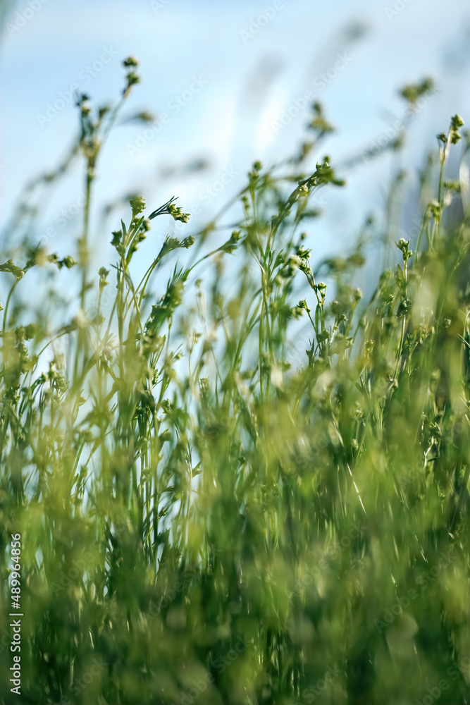 Meadow green plants on the background of a blue sky - natural wallpaper