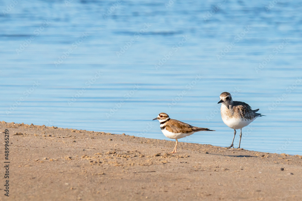 Fototapeta premium Black-bellied plover and killdeer birds on the beach. Guadalupe-Nipomo Dunes National Wildlife reserve, CA