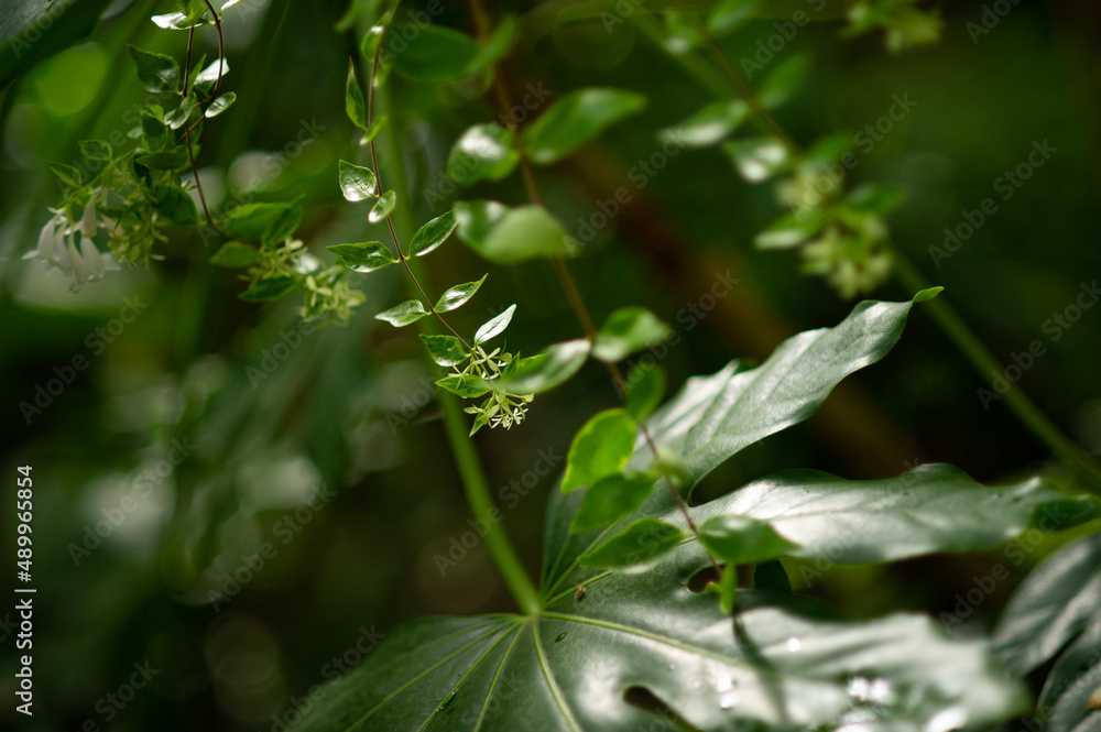 Obraz premium Close-up photo. Pattern with green leaves. Background. . High quality photo