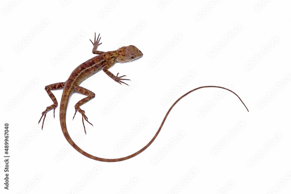 Obraz premium Common garden lizard isolated on white background