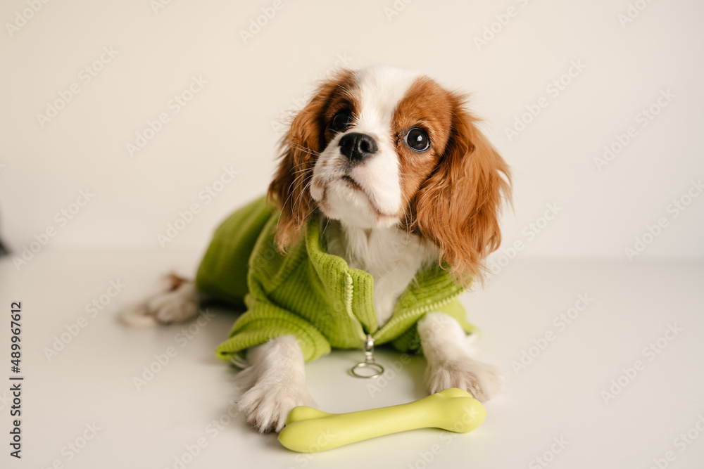 Cute Dog Portrait with Toy Bone Wearing Green Suit. King Charles Spaniel Laying Looking to Side