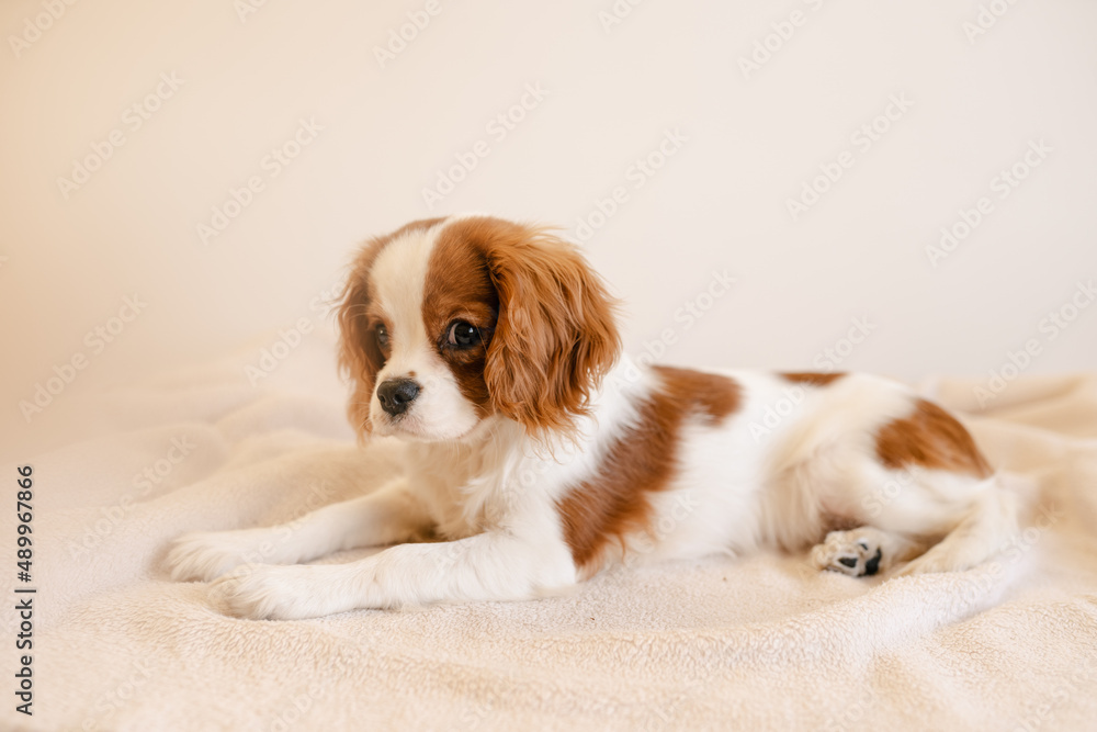 Cute Dog Portrait Laying on Plaid. King Charles Spaniel Laying Looking to Camera Cute Dog Portrait Laying on Plaid. King Charles Spaniel Laying Looking to Camera