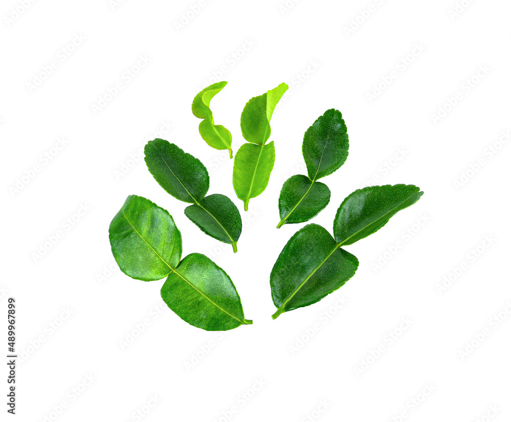 bergamot Kaffir lime isolated on the white background bergamot Kaffir lime isolated on the white background