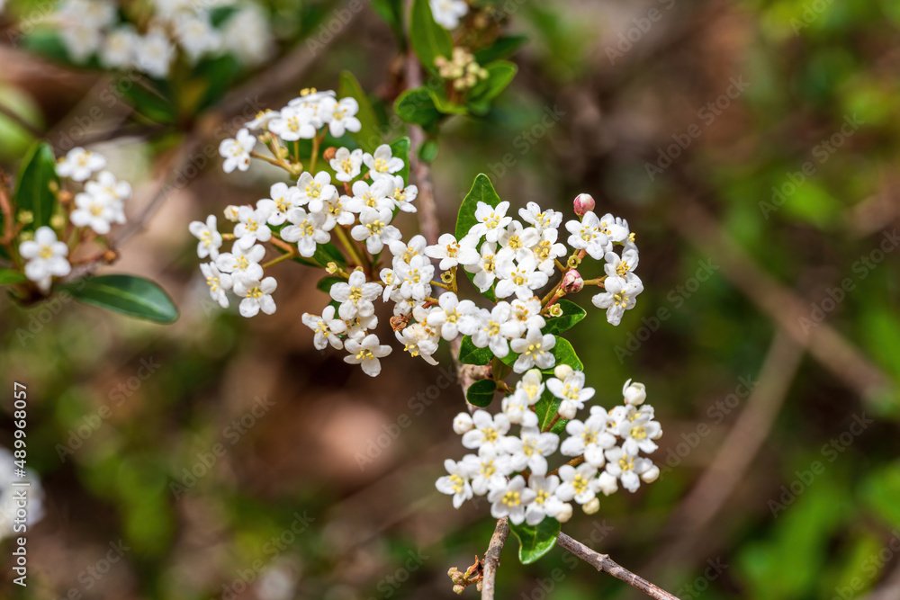 Small-leaf viburnum flowers (Viburnum obovatum) - Ocala, Florida, USA Small-leaf viburnum flowers (Viburnum obovatum) - Ocala, Florida, USA