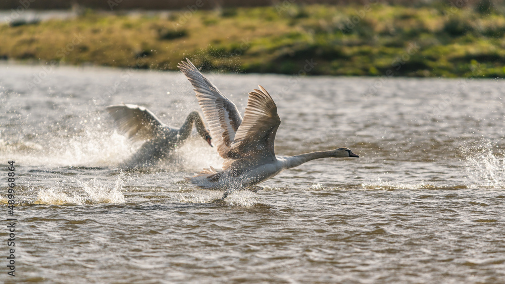 Fototapeta premium Mute Swan, Cygnus olor, splash swans in combat action and dynamics