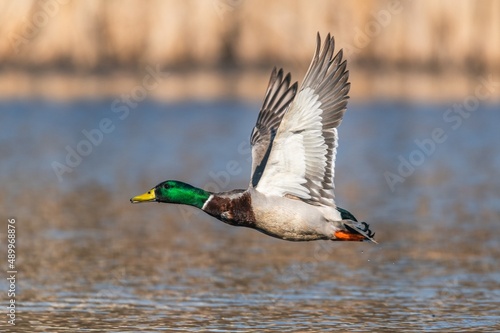 Obraz na plátně Mallard Duck, Anas platyrhynchos, wild duck in the flight