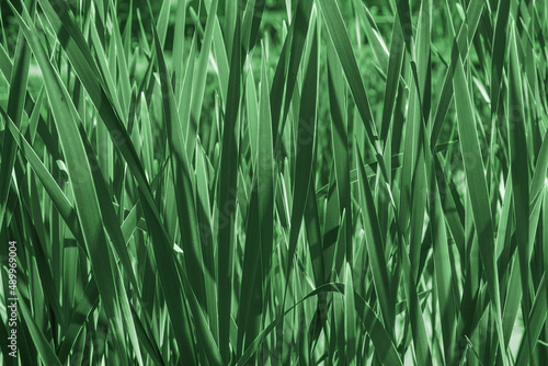 Green reed leaves closeup, natural background wallpaper
