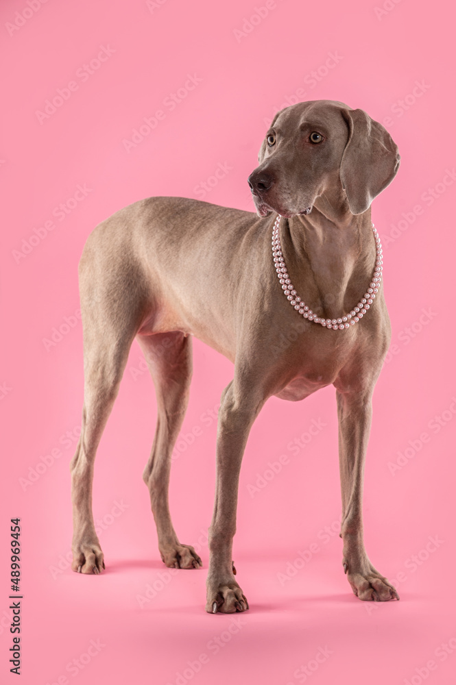 Weimaraner dog wearing pink pearl necklace, looking away with the mouth open, posing in a studio by a pink brackground. Weimaraner dog wearing pink pearl necklace, looking away with the mouth open, posing in a studio by a pink brackground.