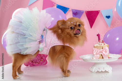 One small brown Spitz dog in a colorful tule dress licking her lips after eating her birthday cake, colorful flags and balloons decorating the room.  photo