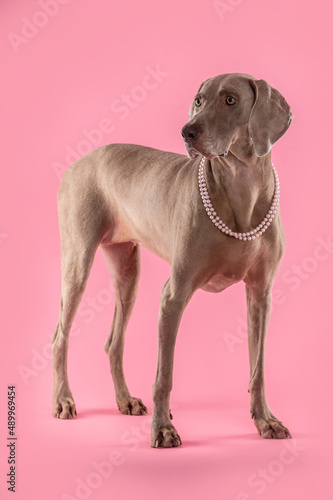 Weimaraner dog wearing pink pearl necklace, looking away with the mouth open, posing in a studio by a pink brackground.