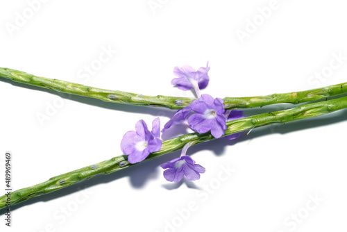 Close up flower of Brazilian Tea, Bastard Vervain, Jamaica False Veravin, Arron's Rod. on white background. photo