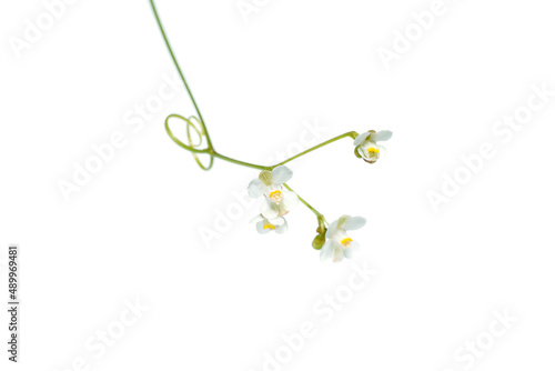 Close up flower of Balloon vine, Heart pea, Heart seed, Smooth leaved heart Pea plant on white background.
