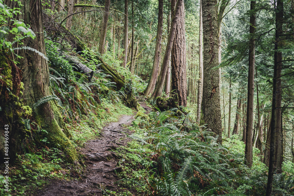 Trail through a temparate rainforest in Washington. Trail through a temparate rainforest in Washington.