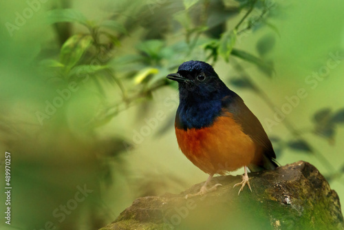 White-rumped shama, Copsychus malabaricus, perched on rock in green rain forest. Male of small bird with glossy black feather, chestnut belly and long white feathers in tail. Habitat Sumatra, Borneo.