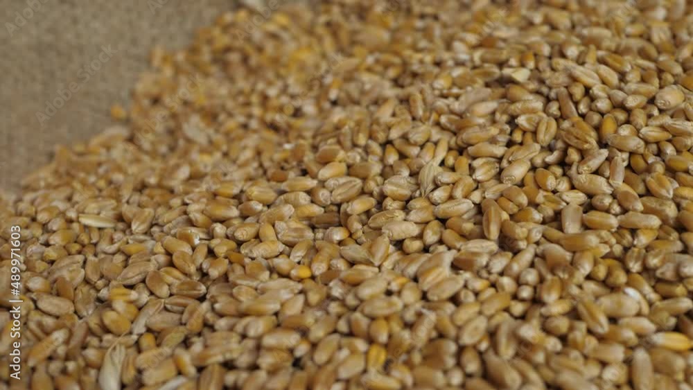 Golden wheat in grain heap. Quality new crop. Quality assurance concept. Agricultural activity on organic farmland. Good harvest