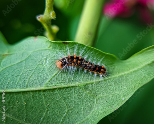 Caterpillars on green leaf. Caterpillars are the larval stage of members of the order Lepidoptera.  © Mohd Azrin