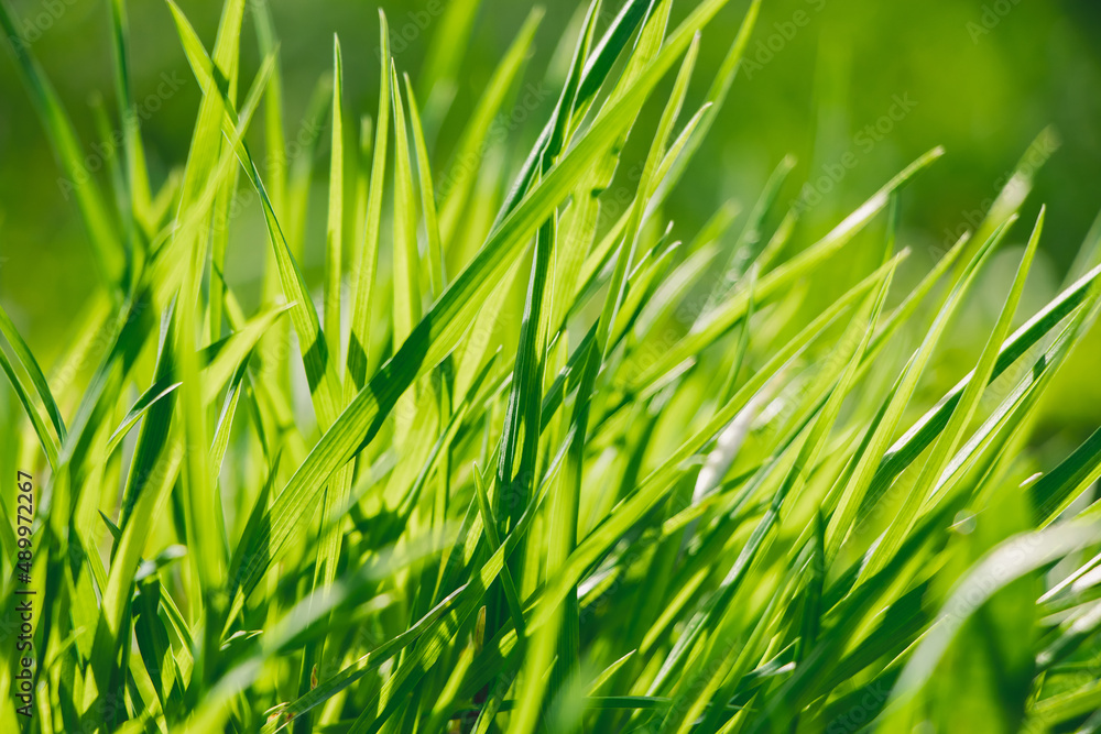 Fototapeta premium Young green fresh grass in spring. Greenery in sun. Abstract natural background.