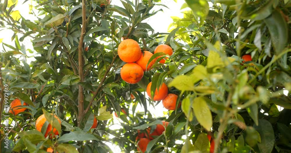 Detailed close up of beautiful mandarines with lots of trees and tangerines in the background during mandarina season in Spain. Detailed close up of beautiful mandarines with lots of trees and tangerines in the background during mandarina season in Spain.
