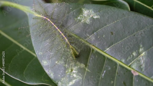 Common Baron Euthalia aconthea Caterpillar, Anadaman Islands, India Nymphalidae : Brush Footed - macro photo