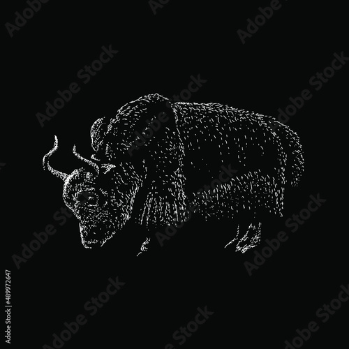 yak hand drawing vector illustration isolated on white background