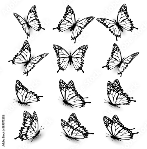 Canvas Print Collection of butterflies, flying in different directions