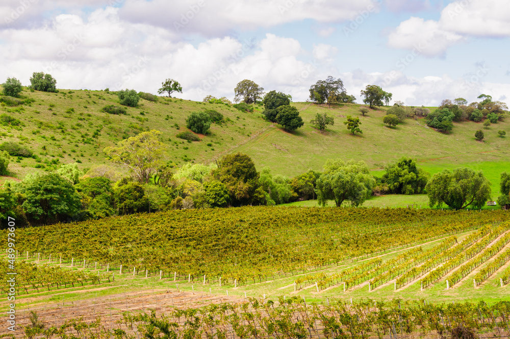 Rolling hills and vineyards in the Hunter Valley - Mount View, NSW, Australia