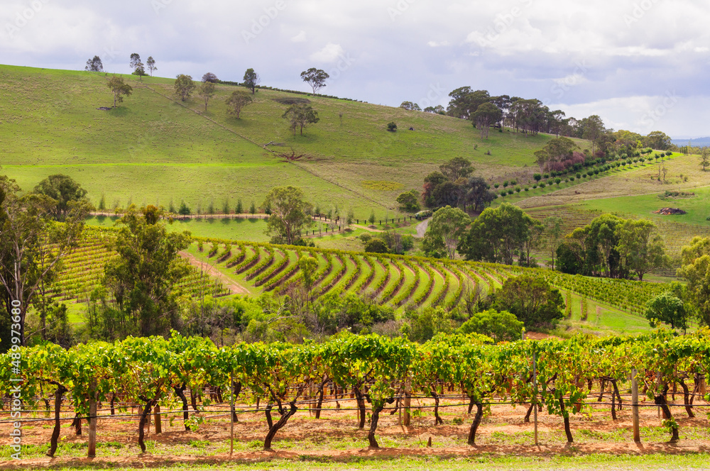 Picturesque vineyards in the Hunter Valley - Mount View, NSW, Australia Picturesque vineyards in the Hunter Valley - Mount View, NSW, Australia