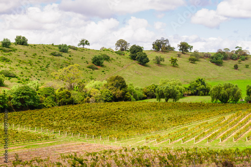 Rolling hills and vineyards in the Hunter Valley - Mount View  NSW  Australia