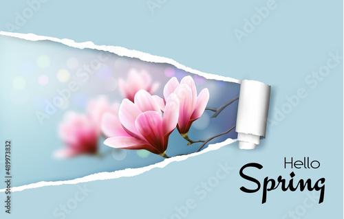 Ripped by hand paper background, revealing spring blossom magnolia branches. Vector.