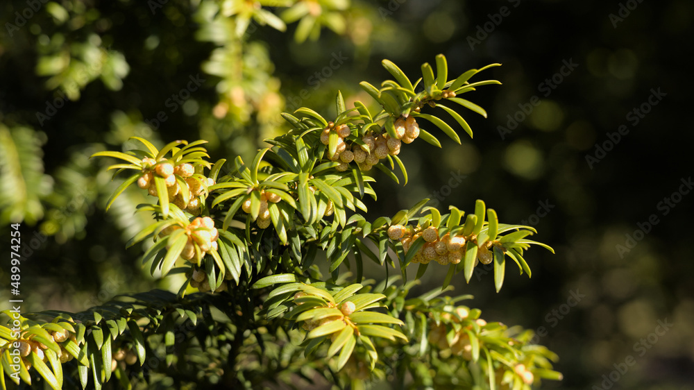 Yew (Taxus baccata) male flowers Yew (Taxus baccata) male flowers