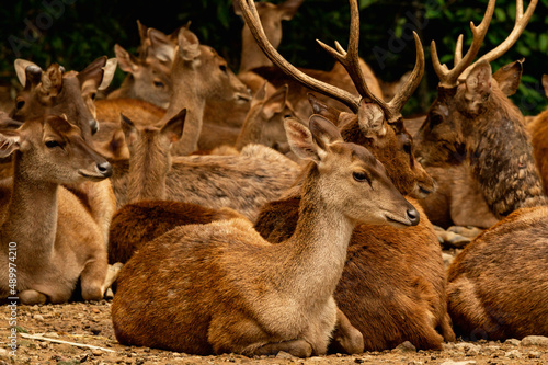 Fototapeta Naklejka Na Ścianę i Meble -  Herd of African deer at Taman Safari Indonesia, Bogor