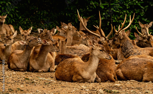 Herd of African deer at Taman Safari Indonesia, Bogor photo