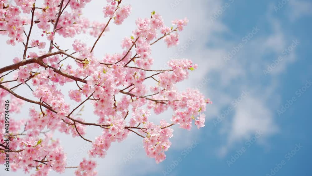 楽しそうに揺れる河津桜 楽しそうに揺れる河津桜