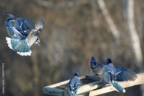 Blue Jays fighting over food over a tray feeder of sunflower seeds and shelled peanuts on a bright sunny but freezing cold witner day with forest in background photo