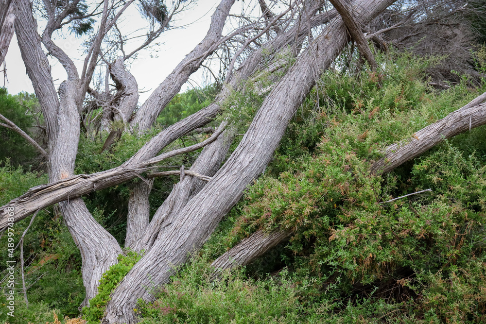 Obraz premium windswept tea trees in coastal landscape