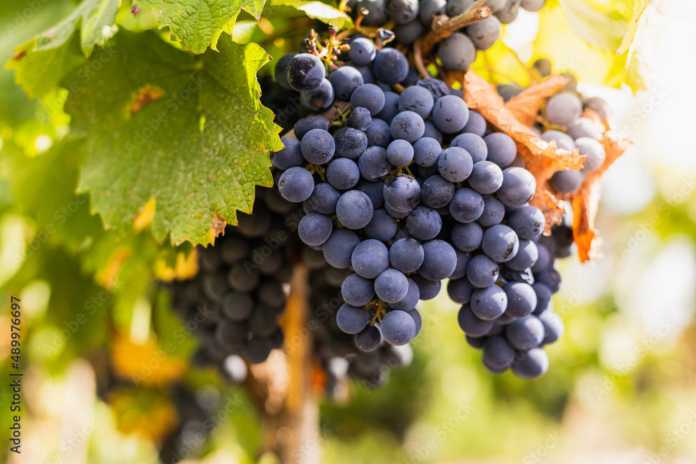 Fototapeta premium bunch of grapes in vineyard for vintage and wine