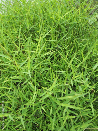POGONATHERUM PANICEUM (LAMK) HACK belong to the family POACEAE,a grass family. It looks like a small clump of bamboo with hairy leaves. It is a popular herb used for boiling water as well as tea leave photo