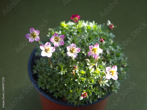 Canvas Print Blossom of Saxifraga, saxifrages,  rockfoils is the largest genus in the family