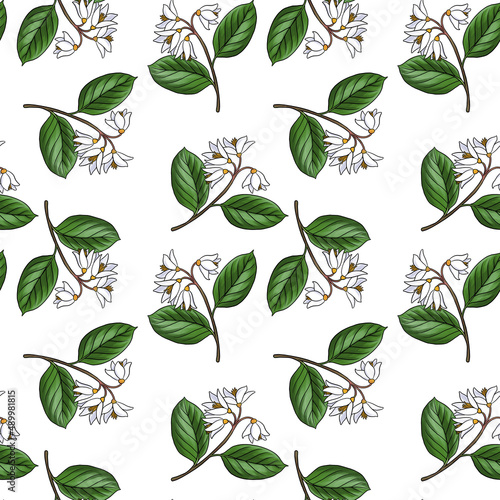seamless pattern with drawing branch of gum benjamin tree , Styrax benzoin at white background, hand drawn illustration photo