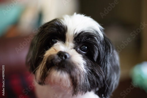 shih tzu dog