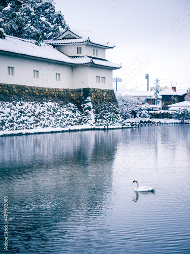 彦根城のお堀を泳ぐ白鳥