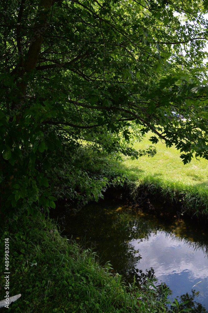 Fototapeta premium river in the woods