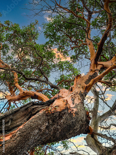 An old gnarly arbutus tree photographed in southern British Columbia.