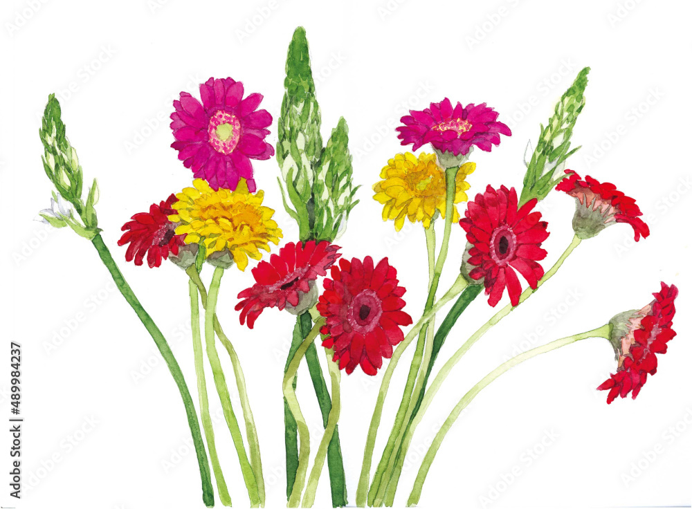 Fototapeta premium 花の水彩画ガーベラ