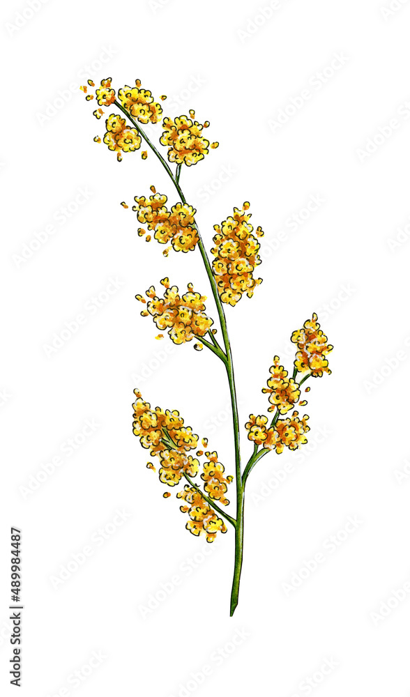 Watercolor illustration of mimosa yellow spring flowers branch. Symbol of International Women's Day. Abstract mimosa flowers for prints, invitations, greeting cards. Isolated on white background. 