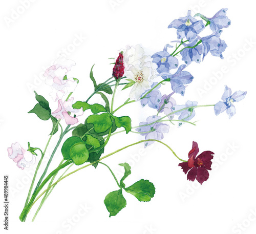花の水彩画デルフィニューム