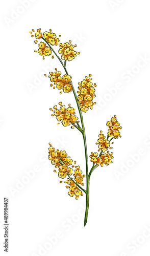 Watercolor illustration of mimosa yellow spring flowers branch. Symbol of International Women's Day. Abstract mimosa flowers for prints, invitations, greeting cards. Isolated on white background.  © AliCris