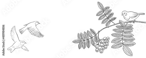 vector drawing natural background with birds and rowan tree branches with berries and leaves, hand drawn illustration for cover design or print