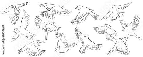 vector drawing sketch of flying birds, hand drawn songbirds, isolated nature design elements