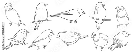 Cuadro en lienzo vector drawing sketch of sitting birds, hand drawn songbirds, isolated nature de